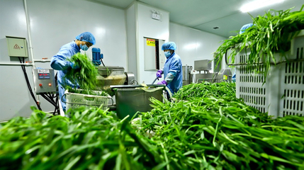 從“一棵菜”到全產(chǎn)業(yè)鏈 臨澤縣蔬菜產(chǎn)業(yè)的蝶變之路